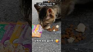 2024년 8월 3일  고양이톰 닭가슴살  더캣츠 미니 베로베로 고양이츄르 먹방🐾  TOMBOYCHANNEL ⇦TAG CLICK 고양이간식 [upl. by Deckert753]