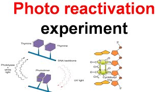 Photo reactivation experiment [upl. by Wheaton]