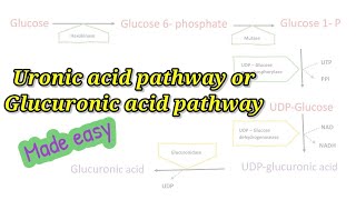 Uronic acid pathway made easy How to remember Glucuronic acid pathway easily biochemistry [upl. by Wera]