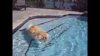 Nyko the Chow Chow Swimming [upl. by Naes]