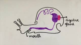 How Dicrocoelium Dendriticum affects ant brains [upl. by Eugnimod]