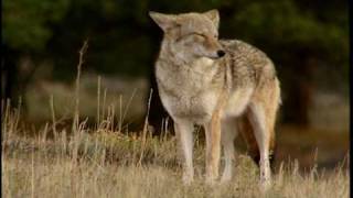 Coyote  National Park Animals for Kids [upl. by Babs639]