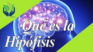 Hipófisis glándula pituitaria qué es características funciones [upl. by Nnyluqcaj]