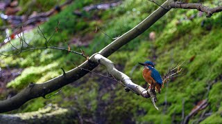 Kingfishers [upl. by Ynaffi]