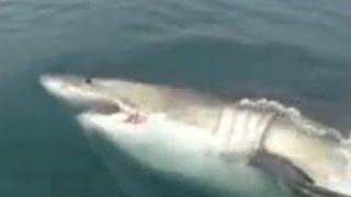 Great white shark swims up to fishermen [upl. by Carlye405]