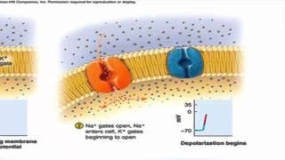 The Nerve Impulse successive action potentials traveling down an axon [upl. by Aixela]