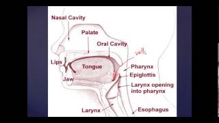 Basic Mouth and Throat Anatomy Anesthesia and ENT Basics [upl. by Sirmons]