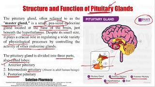 Anatomy amp Physiology 106 Structure amp Function of Pituitary Glands  Pituitary Gland Hormones [upl. by Lorolla]