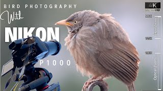 Nikon P1000  Bird Photography  BEST Photo amp Video Settings of NIKON COOLPIX P1000 for Wildlife [upl. by Etteyafal]