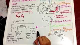 Rostral Spinocerebellar Pathway Tutorial [upl. by Luciano674]