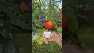 shorts Rainbowlorikeet lorikeet parrot youtubeshorts cute [upl. by Nadabus]