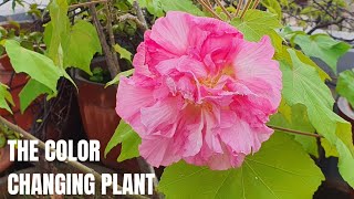 Hibiscus Mutabilis Care and Propagation  Bettadavare in Kannada  Confederate Rose [upl. by Erin]