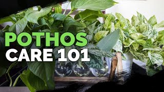 Pothos Care 101 Is This the Easiest Houseplant to Care For [upl. by Connors]