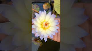 AnukkulAnukoon waterlily waterplant nymphaea ponds Anukkul [upl. by Laud]