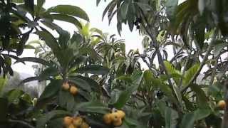 Big Jim Loquat amp Champagne Loquat Trees [upl. by Kleon]