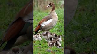 Egyptian Goose Family shorts [upl. by Sivel189]