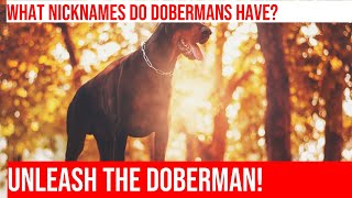 The Most Adorable Nicknames for Doberman Pinschers [upl. by Eicak]