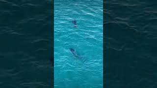 Dolphins in Pefkohori [upl. by Buehler613]