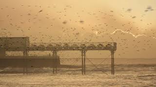 Starlings roosting under the pier in Aberystwyth [upl. by Calvinna353]