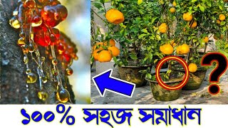 গ্যামোসিসকান্ড ফেটে আঠা ঝরছে 100 সহজ সমাধান gummosis treatment  disease of mango amp citrus [upl. by Eitsud]