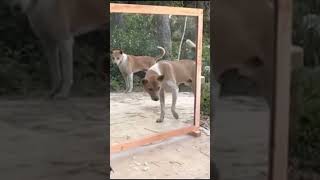 Best Fail Compilation 25 😆 Try not to laugh funny funnyvideos pets funnyfails fails fail [upl. by Hnoj]