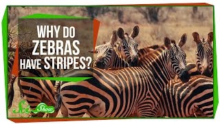 Why Do Zebras Have Stripes [upl. by Nauqed]