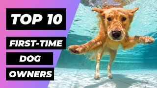 TOP 10 Dog Breeds for FIRSTTIME Owners  1 Minute Animals [upl. by Miranda]