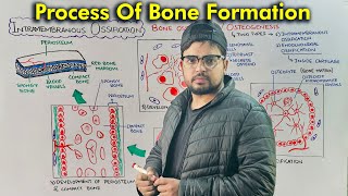 Steps of Bone Development Intramembranous Ossification Part 1 [upl. by Eiramyelhsa]