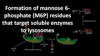 Formation of mannose 6 phoshate or M6P residues that target soluble enzymes to lysosomes [upl. by Marena914]