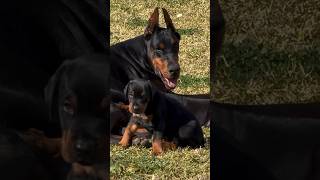 doberman dobermanpinscher puppies dobermanattack dobermanbarking dogbreeds canecorso hunter [upl. by Maillil]