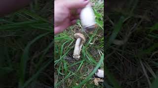 Fresh mushrooms from Finnish forest 31 [upl. by Brandea]