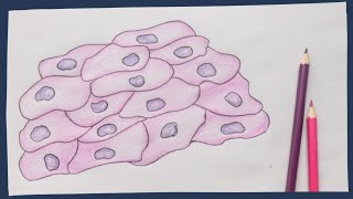 Epithelium the basics  Biology tutorial [upl. by Llerrut]