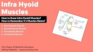 Infra Hyoid Muscles  Thyrohyoid Sternothyroid Sternohyoid and Omohyoid Muscle [upl. by Doe]