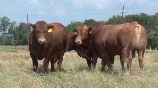 Beefmaster Bulls quotThe Best of Both Worldsquot [upl. by Nylle]