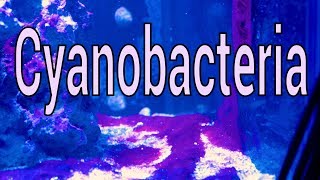 Cyanobacteria What is it How to solve it [upl. by Ffirahs]