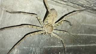 Heteropoda venatoriaHuntsman Spider 😬 [upl. by Clementine]