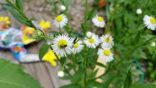 The Power of Daisy Fleabane Erigeron strigosus [upl. by Atnicaj]