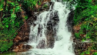 Listen and Deep Sleep with the Rain and Waterfall Sounds Forest Ambience and Birdsong [upl. by Acinoryt]