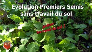 Évolution des premiers semis sans travail du sol [upl. by Nowyt]