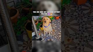 THIS DOG DOES NOT EAT FOOD WITHOUT PRAYING 🕉️🔥  sanatandharma sanatanisanskriti [upl. by Malek]