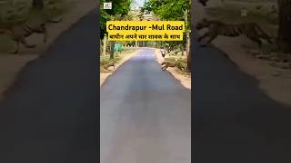 Tigress With Cubs  चंद्रपूर  मुल रोड पर दिखे बाघ 2024  Road Crossing [upl. by Nipahc86]