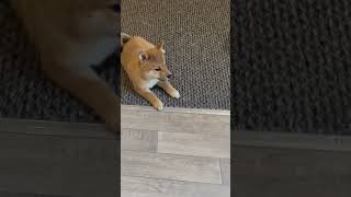 Cute Shiba pup screams at her dad for food shorts youtubeshorts doglife dogshorts petlovers [upl. by Sherris5]