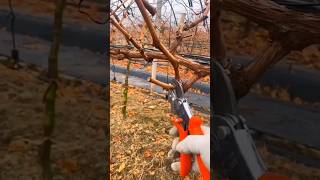 Fall  Winter Pruning Techniques Grape Farming agriculture farming [upl. by Mcneely]