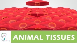 ANIMAL TISSUES PART 02 [upl. by Beshore157]