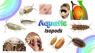 Aquatic Isopods  Isopod Species that live in Water  Leo amp Lia Kids TV [upl. by Eigna]