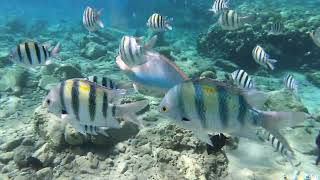 Red Sea Eilat Princess Beach Jun24 [upl. by Burleigh771]