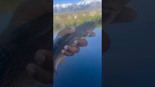 Trout Fishing with A Snow Capped Mountain View fishing nature trout [upl. by Naves600]