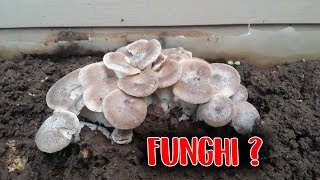 COME COLTIVARE FUNGHI IN 3 MINUTI  BIOLOGICO [upl. by Sinnel965]