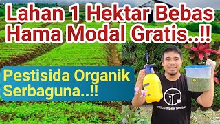 Cara membuat pestisida organik paling kuat Tanaman Bebas Hama Modal Gratis [upl. by Aleakcim]