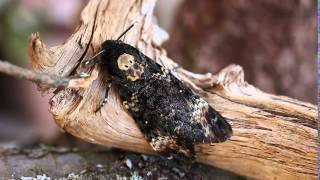 Acherontia atropos  Deaths Head Hawk Moth scream  Totenkopfschwärmer Schrei [upl. by Sedruol]